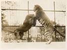 Tiger Vs Lion Historical Encounters. | Fight with the Rage of a tiger.