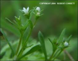 Image result for "Houstonia parviflora"
