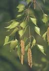BIRCH TREE (<b>BETULA</b> PENDULA),