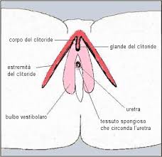 La clitoride Images?q=tbn:ANd9GcTqMLUfeiVq1nI9Aep2q6d3avegrFr60smfJUX5E7qlxPnduufdvA