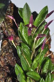 Image result for Bulbophyllum blepharochilum