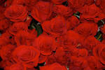 File:Red roses.jpg - Wikimedia Commons