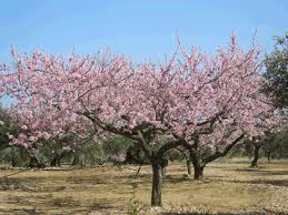 Blossom Almond trees