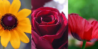 أجمل انواع الزهور... Images?q=tbn:ANd9GcTr5c695VJTLK6a2QP8-paOMx3fanDx4ZDlpu2yktGRNBluyJDolA