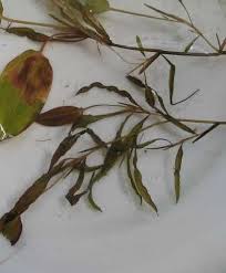 Image result for Potamogeton gramineus × P. nodosus = P. ×lanceolatifolius