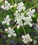 CARAWAY (<b>Carum</b> carvi) eases