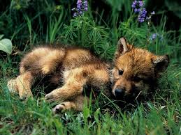 Wolf rpg