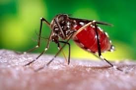 RN: Estado tem oito casos do vírus Zika confirmados