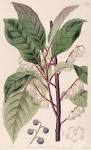 <b>Elaeocarpaceae</b> DC.