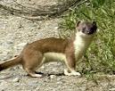 Picture 2 of 7 - Pictures and Images - Weasel (Mustela nivalis.