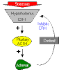 <b>Adrenocorticotropic Hormone</b>