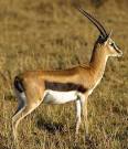 gazelle pronunciation