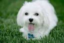 Lovely Pets: cute puppies wallpapers - GP03 - white-puppy_large