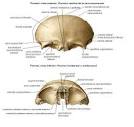 <b>Hueso parietal</b>