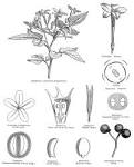 <b>Oleaceae</b> Hoffmgg. & Link