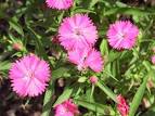 <b>Caryophyllaceae</b> sp.