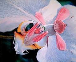 فرس الأوركيد الماليزي .. أحد أجمل الحشرات في العالم Images?q=tbn:ANd9GcTyKuaB2SfDJLdg6-4y5mGevCAP5cm7EaBHp5-ZiTA9IBomNH6IrA