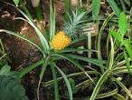 Bromeliaceae <b>Ananas</b> comosus