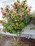 sore thumb, the <b>Camellia</b>.