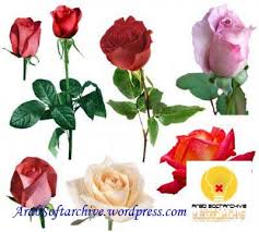 في زحمة الناس Roses_png_clipart_for_phot