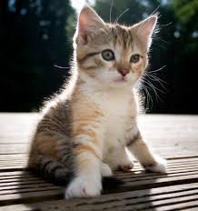 (*أكبر موسوعة للقطط الاليفة لمحبي القطط*) Cute_baby_kitten