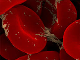 مكونات الدم Blood components 7315_580