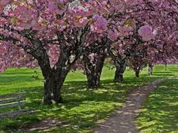 cherry blossoms trees