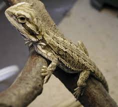picture bearded dragons