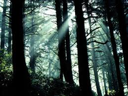 foret%2520defiscalisation%2520isf%2520impots.jpg