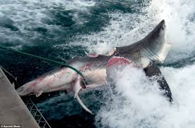 The 10-foot great white was