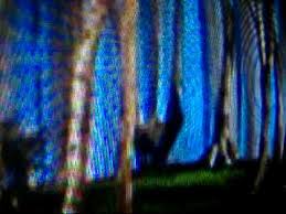 The Wizard of OZ hanging