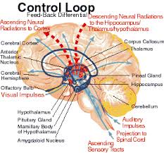 Neurology of ADHD | ADD ADHD