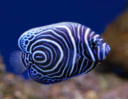 سمكة الملائكة EMPEROR-angelfish