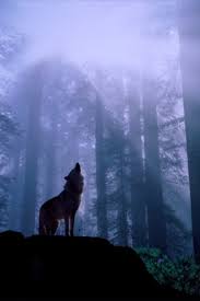 howling wolf wallpaper