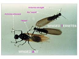 termite and ant comparison