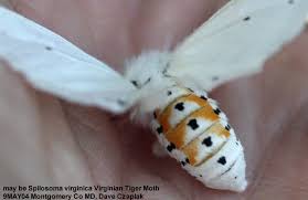 white tiger moth