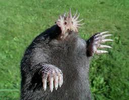 اغرب الحيوانات في العالم  Star-nosed-mole