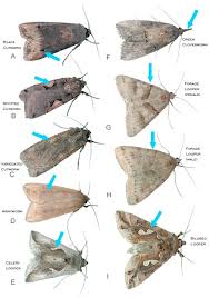pictures of moths