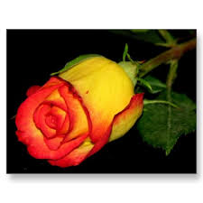 orange yellow rose