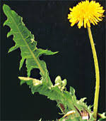 http://t2.gstatic.com/images?q=tbn:JBU-kmusWEYobM:http://vips.planteinfo.dk/cp/Graphics/ImageDatabase/MALAL-4.jpg