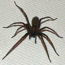 huge spider