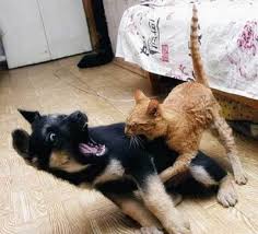 funny cats and dogs
