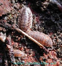 is not a Common Woodlouse,