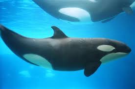 اكبر حيوان Orca%2520calf