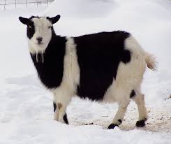 nigerian goat