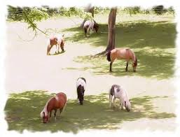 miniature horse farm