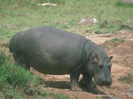Animals Hippopotamus