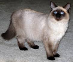 long hair cat breeds