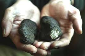 French sniff at cheap truffles