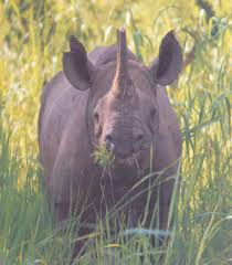 Female Western black rhino,